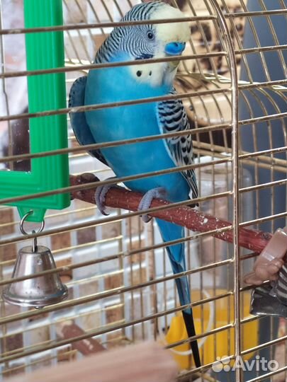 Попугаи певчие