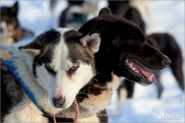 Катание на собачьих упряжках