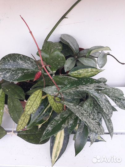 Хойи сортовые