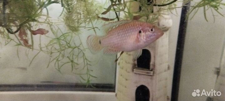 Аквариумные рыбки хромис красавец