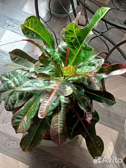 Кротон кодиеум Экселент