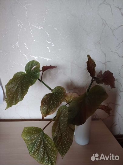 Бегонии разные