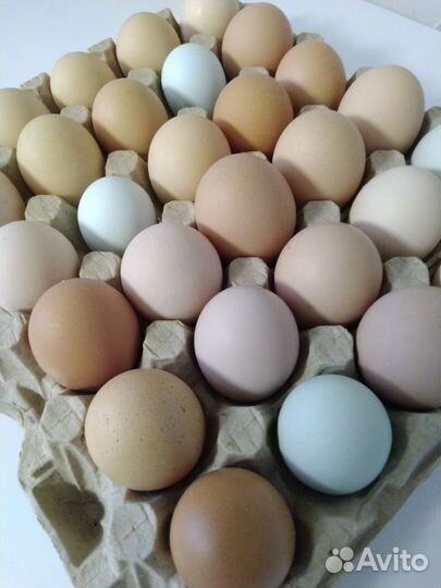 Куриные яйца для инкубации