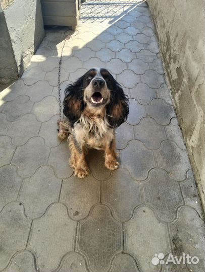 Русский спаниель