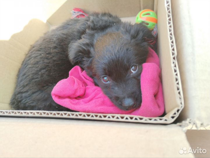 Щенок девочка в добрые руки