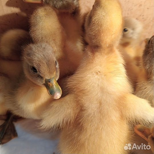 Утята Фаворит