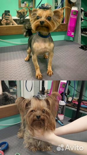 Стрижка собак и кошек, грумер