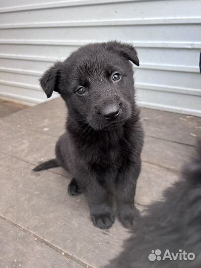 Щенки черной немецкой чистокровной овчарки