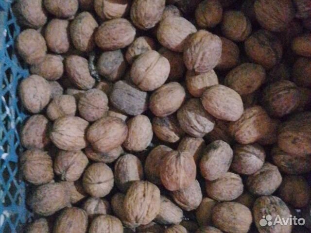 Кактусы разные