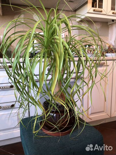 Бокарнея нолина