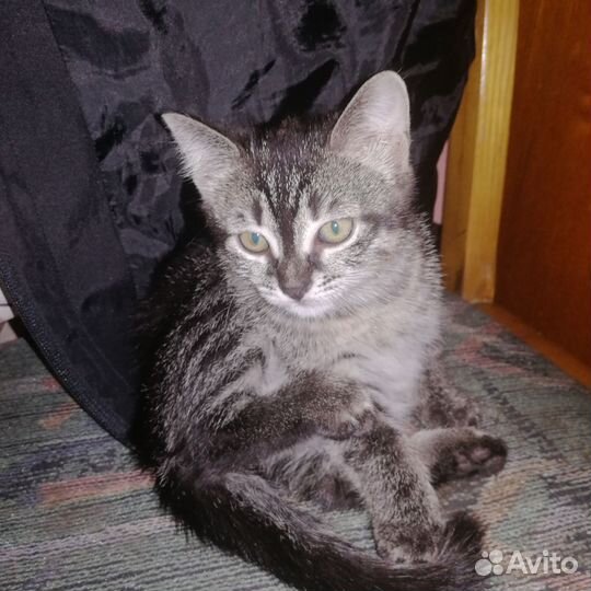 Котята в добрые руки бесплатно