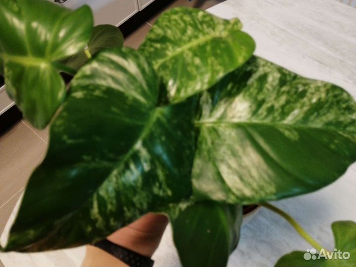 Аглаонема Silver bay Филодендрон Gigantum var