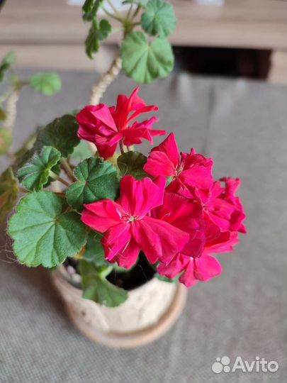 Пеларгония герань