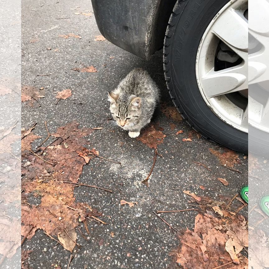 Котенка выкинули. Нужна передержка или дом