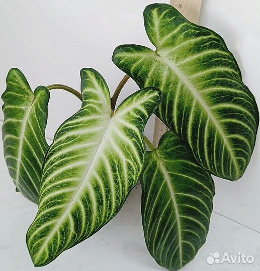 Комнатные растения цветы