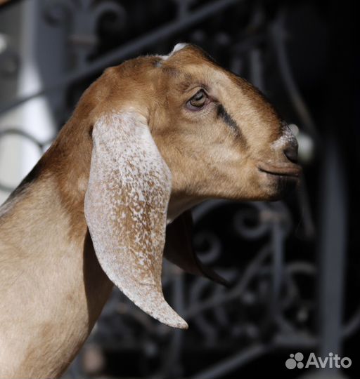 100 Англо-нубийский козлик