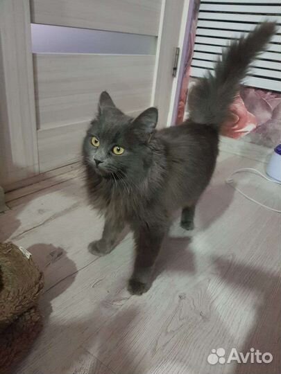 Кошка нибелунг