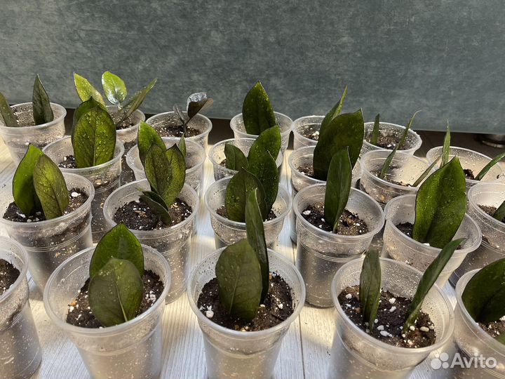 Замиокулькас сорт супер нова