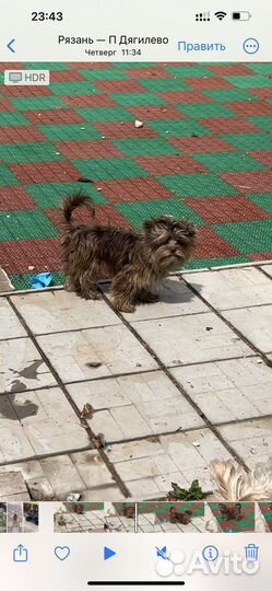 Йоркширский терьер