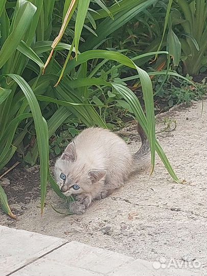 Кошечка в добрые руки