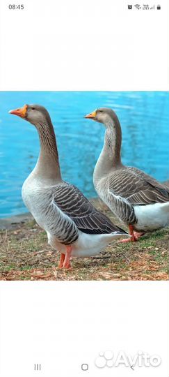 Гуси