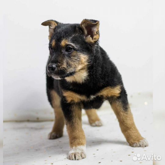 Щенок, малыш ищет семью