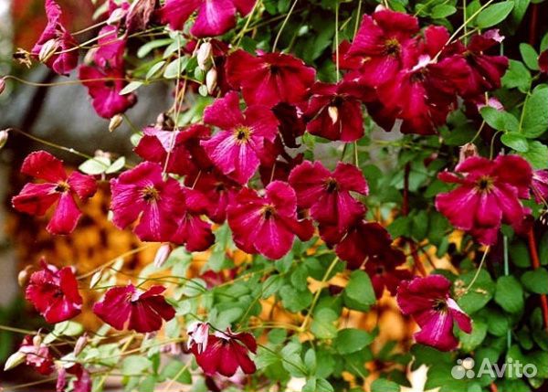 Клематис Рубра(семена)