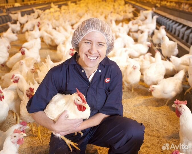 Разнорабочие на Птицефабрику/Вахта Тульская обл