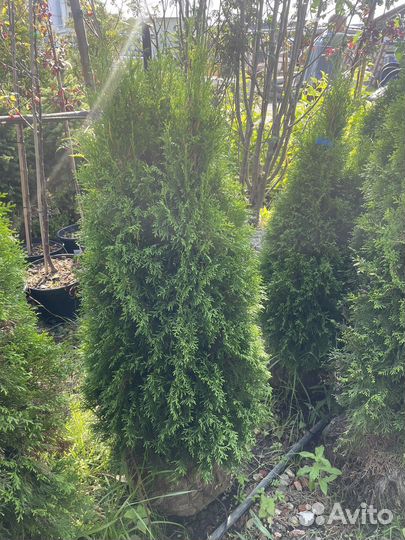 Туя смарагд западная 120см