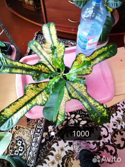 Кротон вилма