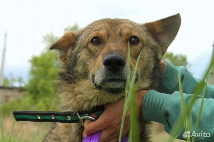 Молодой кобель