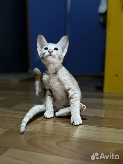 Ориентальные котята