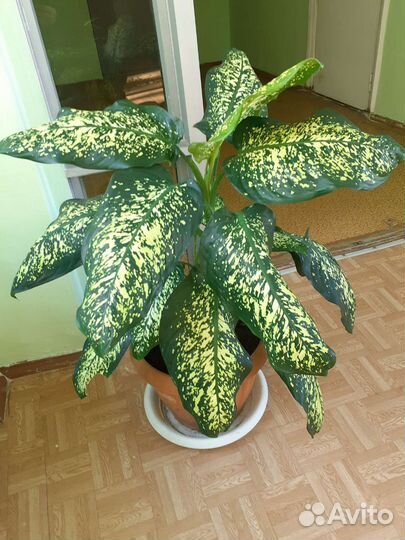 Диффенбахия