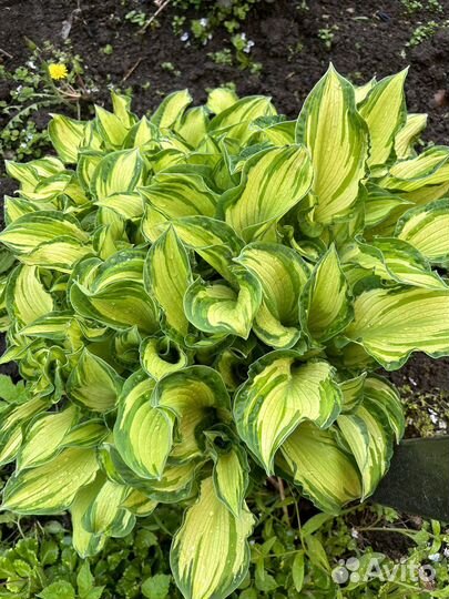 Хоста Альбопикта