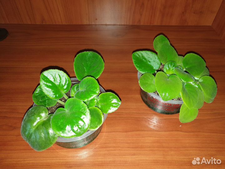 Фиалка Танцор диско, хлорофитум Бонни