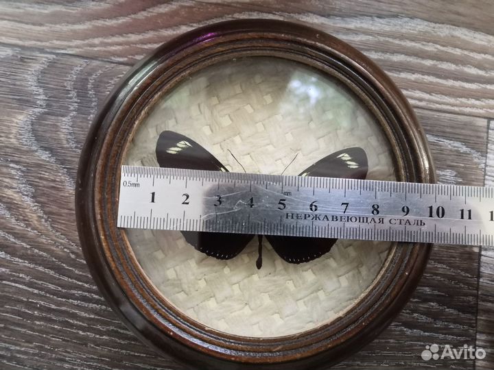 Бабочка в рамке