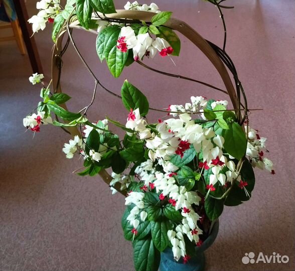 Клеродендрум Томпсона. Укорененные отросткиж