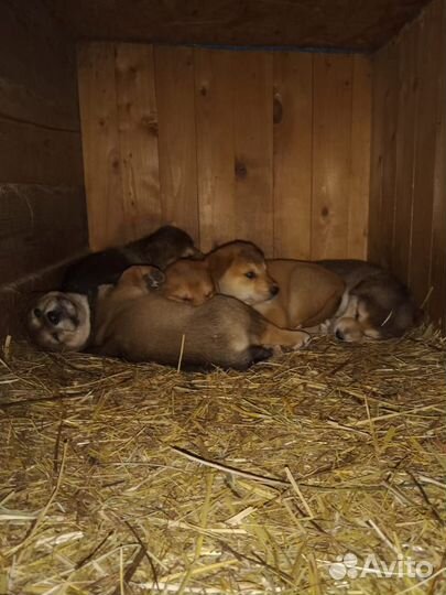 Щенки Западно сибирская лайка бесплатно