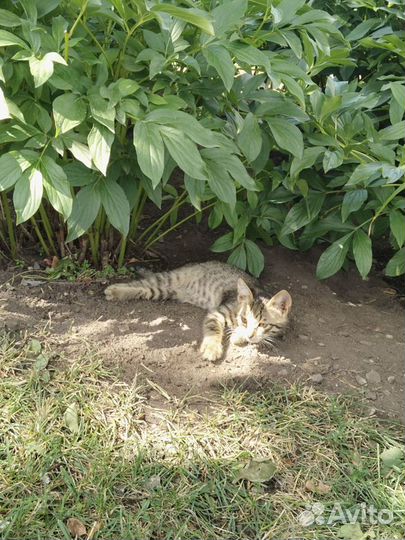 Спасите:котенок на улице