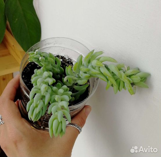 Крестовник роули, очиток Моргана