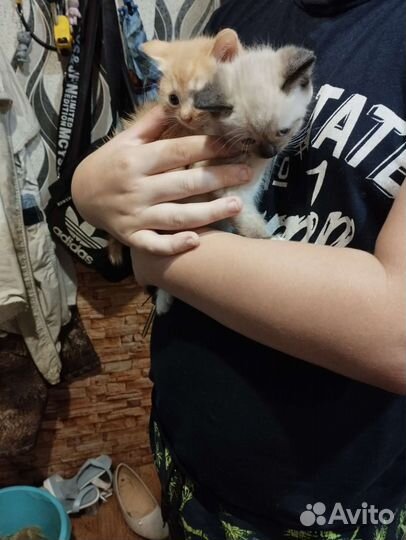 Котята в добрые руки бесплатно