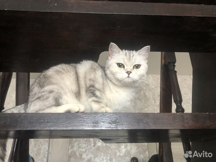 Шотландская кошечка