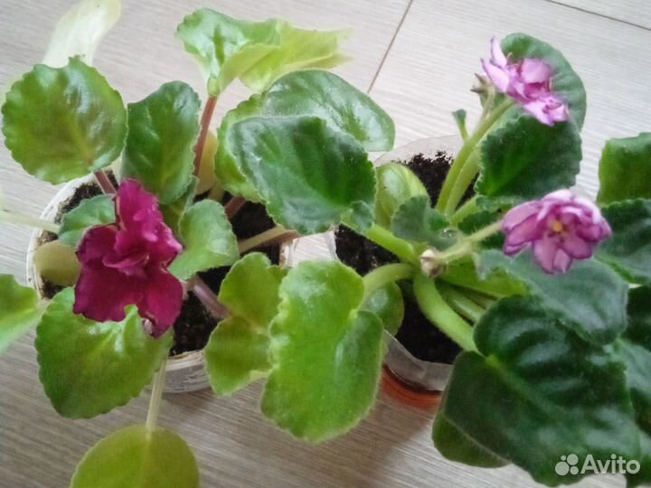 Фиалки с цветами