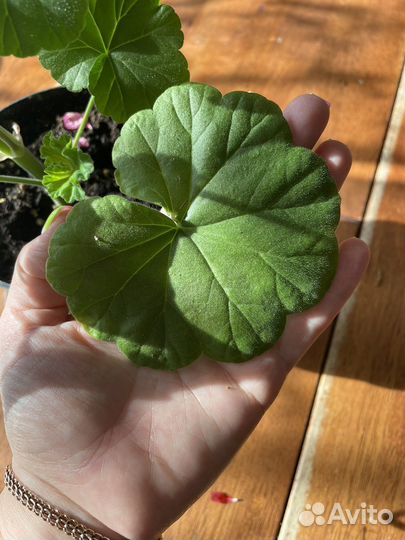 Пеларгония герань красная