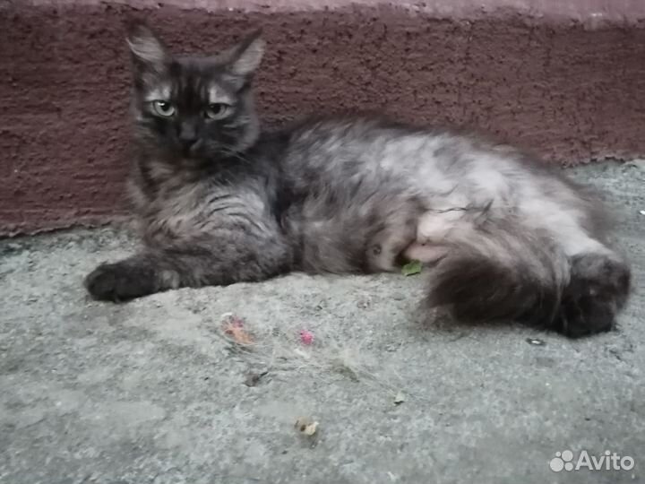 Найдена кошечка редкого окраса 