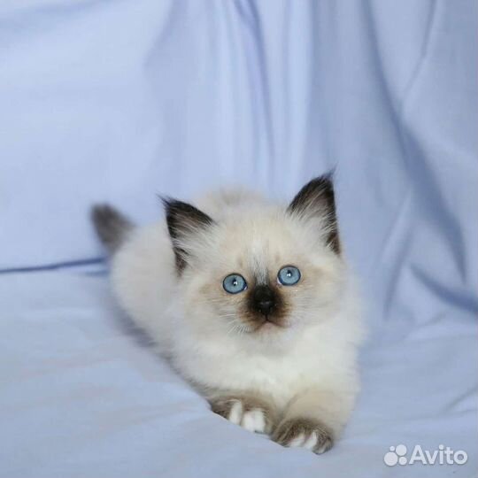 Священная бирма