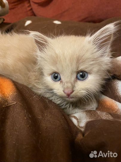 Котенок в добрые руки