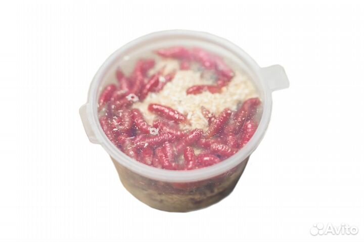 Живая наживка (червь,опарыш,мотыль,мормыш)