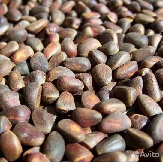 Кедровый орех