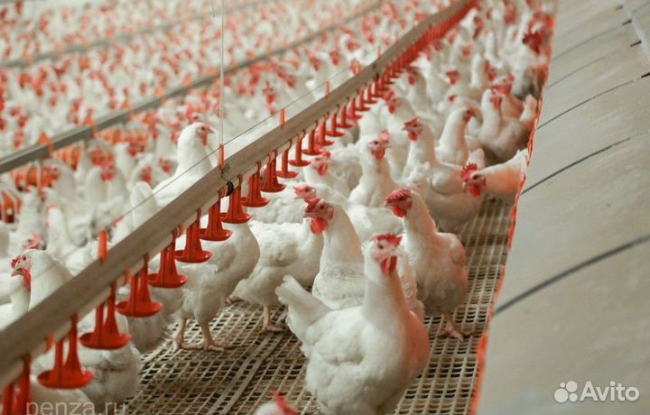 Разнорабочий на отлов - вахта в Челябинской обл